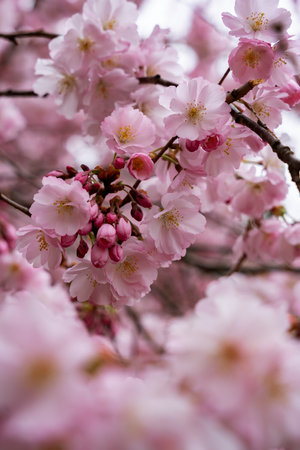 Blooming Japanese cherry tree in early spring. Lush branch with pink flowers of sakura tree on pink blurred nature background. Flowering tree in early spring.の写真素材