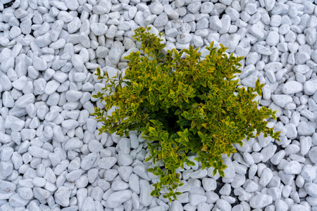 Decorative plants with dense leaves on a background of white smooth stones, garden design. Plants for landscape design.の写真素材
