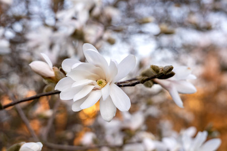 Branch of blooming magnolia flowers in evening light. Natural background of blooming tree. Spring floral photo background.の写真素材