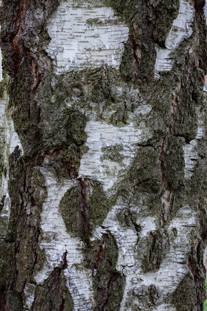 Birch bark.Textured tree birch bark texture background. Natural texture background with tree bark.の写真素材