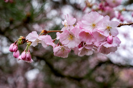 Sakura tree branch with blooming pink flowers on blurred pink nature background. Blooming Japanese cherry tree in early spring.の写真素材