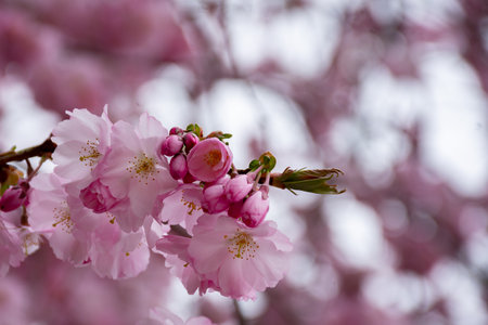 Blooming Japanese cherry tree in early spring. Nature background with space for text.の写真素材