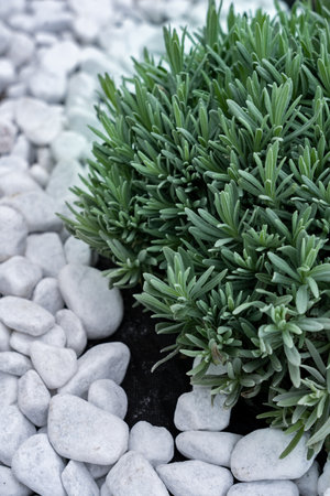 Close-up shot of decorative garden design: green plant with thick leaves on a background of white smooth stones. Plants for landscape design.の写真素材