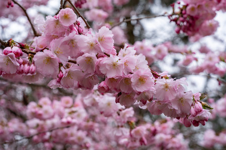 Lush branch with pink flowers of sakura tree on pink blurred nature background. Flowering tree in early spring. Spring floral photo background.の写真素材