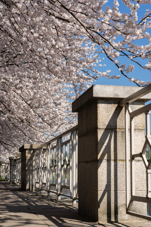 Blossoming cherry trees on the embankment. Spring blossom season. Walking path under beautiful cherry trees.の写真素材