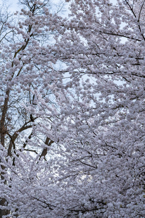 Branches of blooming Japanese cherry blossoms against the sky on a clear day. Natural background of blooming trees. Spring.の写真素材