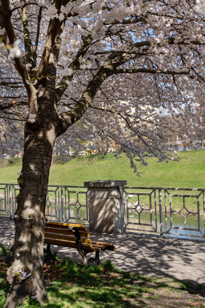 Bench under blooming cherry trees on the embankment. Alley Spring flowering season.の写真素材