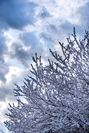 Branches of a blooming Japanese cherry tree against a cloudy sky on a clear day. Natural background of the sky with a tree crown.の写真素材