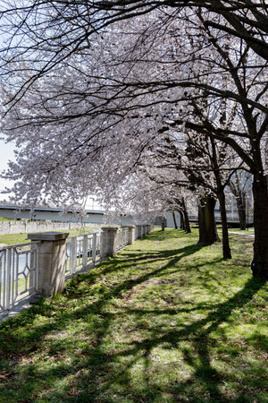 Alley of blooming white cherry trees in the park on a sunny day. Spring blossom season.の写真素材