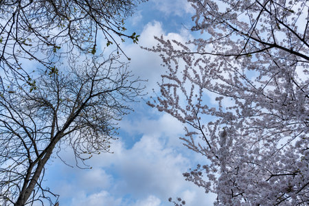 Branches of flowering trees against a blue sky on a clear day. Natural background with sky and tree branches.の写真素材