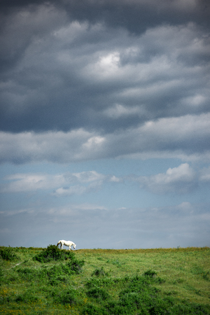 Horse on a green meadow against the skyの写真素材