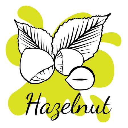 Doodle sketch hazelnut on white backgroundのイラスト素材