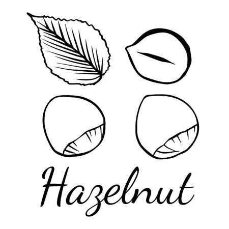 Doodle sketch hazelnut on white backgroundのイラスト素材