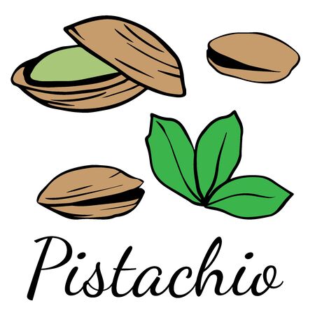 Doodle sketch pistachio on white background, cartoon drawing of nutsのイラスト素材
