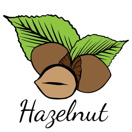 Doodle sketch hazelnut on white backgroundのイラスト素材
