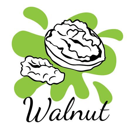 Doodle sketch walnut on a white background, cartoon drawing of nutsのイラスト素材