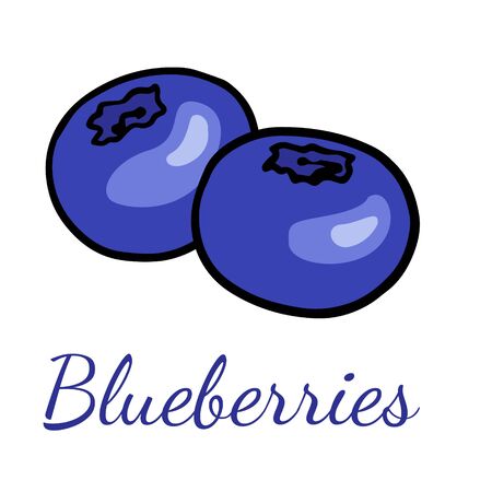 Doodle blueberry sketch, hand drawn illustration of berries on a white background.のイラスト素材