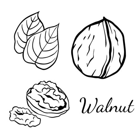 Doodle sketch walnut on a white background, cartoon drawing of nutsのイラスト素材