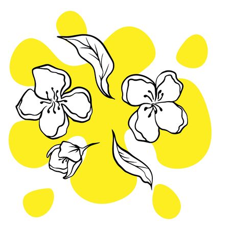 doodle sketch jasmine flowers on a white background, illustration of blooming flowersのイラスト素材