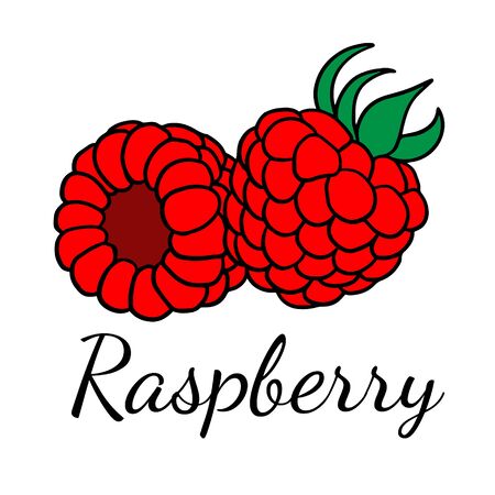 Doodle sketch raspberries, hand drawn berries illustration on white backgroundのイラスト素材