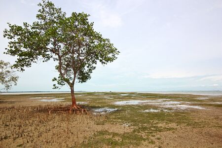 Mangrove in shore, serene, peaceful, clear and beautifulの写真素材