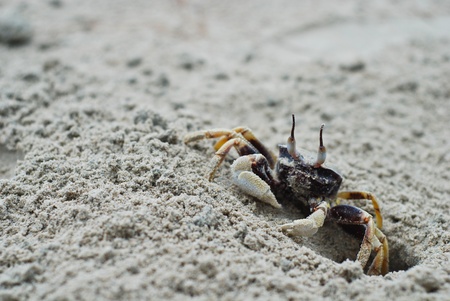 Litle crab sandy beach island in Thailandの写真素材