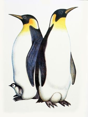 Drawing on the paper family penguins - male, female and nestlingの写真素材