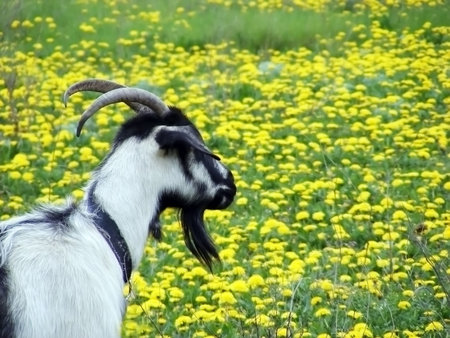 Goat on a green meadow with dandelion flowers and plantsの写真素材