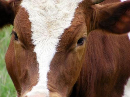 Head of a cow close-up on a green meadow in the sunny dayの写真素材