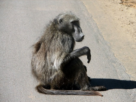 Adult monkey sits at the side of road in sunny dayの写真素材