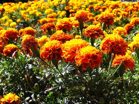 Background in yellow flowers and green young plant nettlesの写真素材