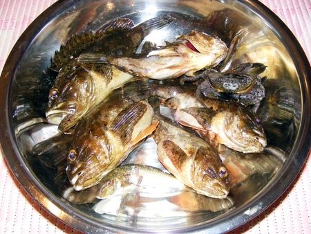 Produced in sea fish after fish catch udchnoyの写真素材
