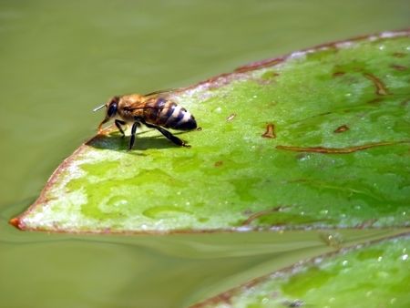 Bee on a green sheet of water lilies on a sunny dayの写真素材