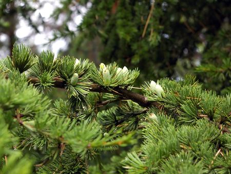 Bunch of pine cones on a branch of wood in sunny dayの写真素材