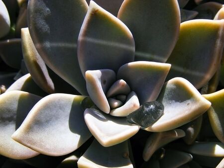 Plant Stone Rose with a drop of water on the petals on a sunny dayの写真素材
