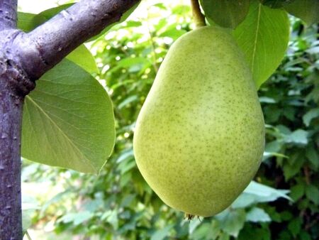 Pear fruit hanging on a tree branch with green leavesの写真素材