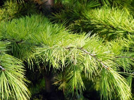 The branch of spruce needles covered with long rays of the sunの写真素材