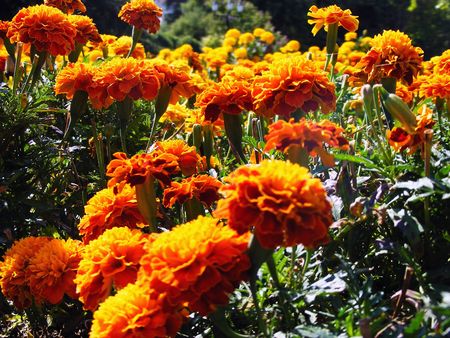 Background in yellow flowers and green young plant nettlesの写真素材