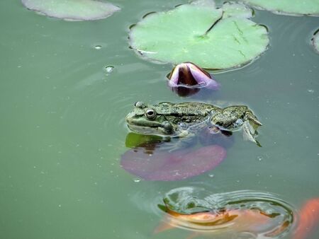 A frog sits in the lake among the leaves of aquatic plantsの写真素材
