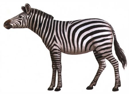 Drawing on paper animal zebra isolated on a white backgroundの写真素材