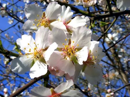 Flowering almond tree white flowers on the branches against the blue skyの写真素材