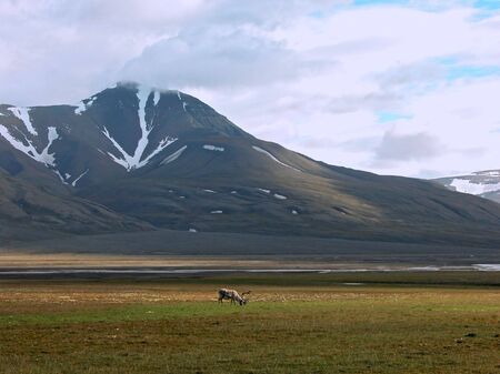 Grazing reindeer in tundra near mountains of Spitsbergen          の写真素材