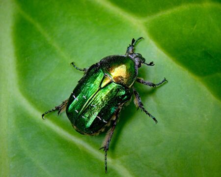 The Flower Chafer has the most beautiful colour with an almost iridescent quality.                                の写真素材