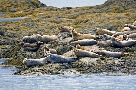 Seals live in colonies on beaches,  Castine, USAの写真素材