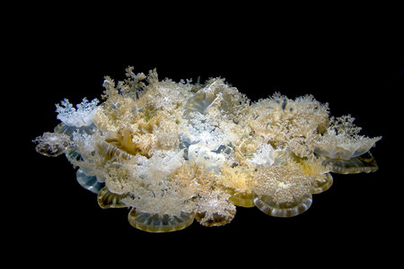 Colony of Jellyfishes at the National Aquarium in Baltimoreの写真素材