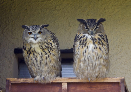 The Eagle Owls are a large and powerful birds