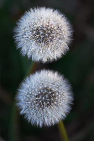 Twin dandelion