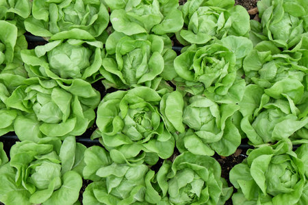Lettuce in vegetable garden with selected focusの写真素材
