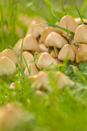 Mushroom family in the sunlightの写真素材