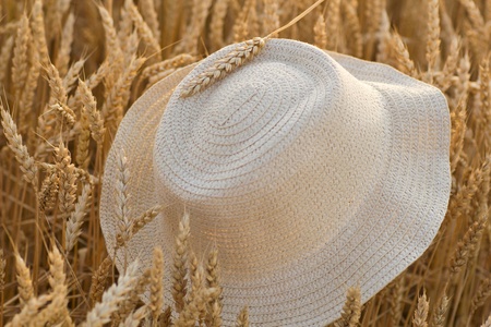 hat on the wheat fieldの写真素材